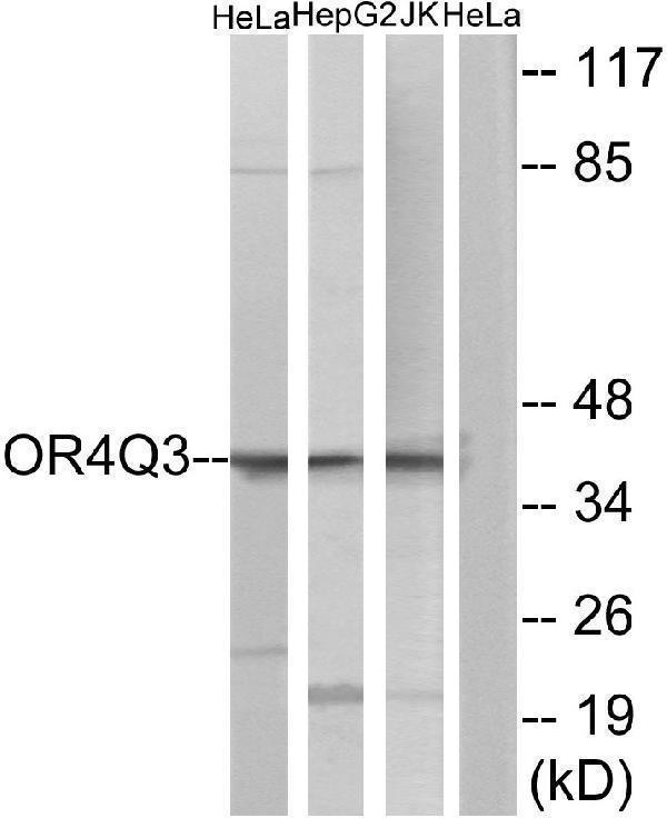 a17768 or4q3 primary antibodies wb testing 3