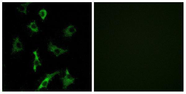 a17769 or5b3 primary antibodies if testing 1