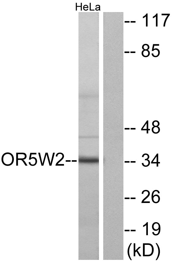 Western blot analysis of lysates from HeLa cells, using OR5W2 Antibody