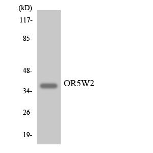 Western blot analysis of the lysates from 293 cells using OR5W2 antibody