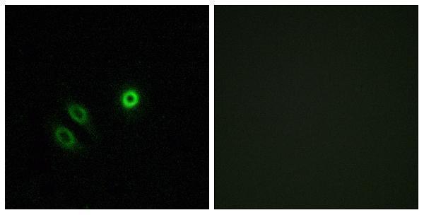 a17774 or4x1 primary antibodies if testing 1