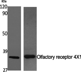 a17774 or4x1 primary antibodies wb testing 2