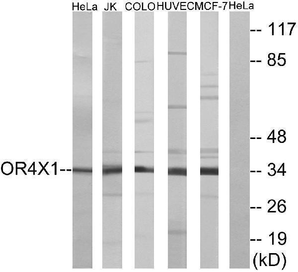 a17774 or4x1 primary antibodies wb testing 4