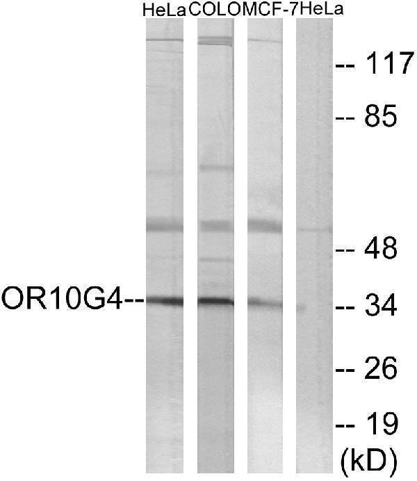 a17776 or10g4 primary antibodies wb testing 1