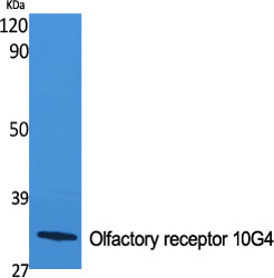 a17776 or10g4 primary antibodies wb testing 2