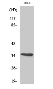 a17776 or10g4 primary antibodies wb testing 3