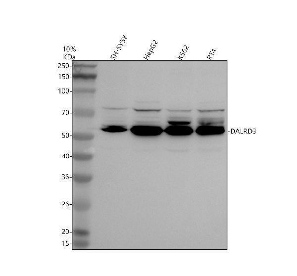a17793 2 dalrd3 primary antibodies wb testing 1