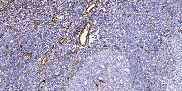 a17798 nbpf4 primary antibodies ihc testing 1