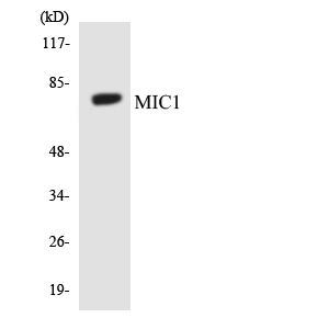 a17802 c18orf8 primary antibodies wb testing 2