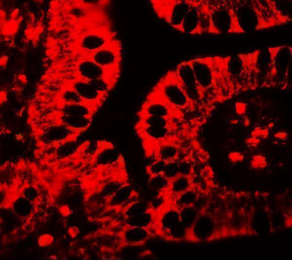a17840 shisa3 primary antibodies if testing 3