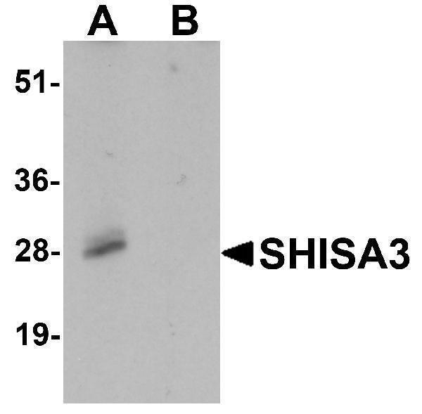 a17840 shisa3 primary antibodies wb testing 1