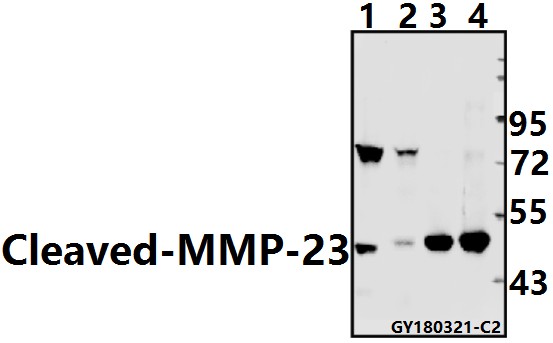a17841y79 mmp23a primary antiboties wb testing 1