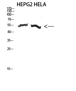 a17842 tuba3c primary antibodies wb testing 1