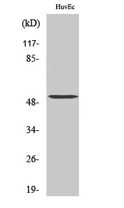 a17842 tuba3c primary antibodies wb testing 2