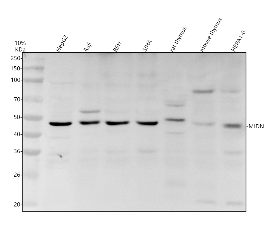 a17847 1 midn primary antibodies wb testing 1