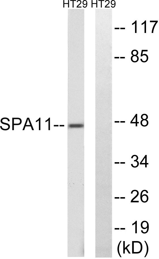 a17849 serpina11 primary antibodies wb testing 2