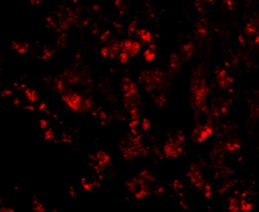 Immunofluorescence of CUEDC1 in human liver tissue with CUEDC1 antibody at 20 μg/mL