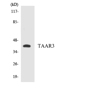 a17858 taar3 primary antibodies wb testing 1