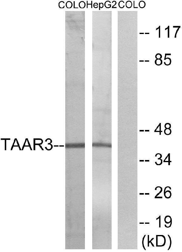 a17858 taar3 primary antibodies wb testing 3