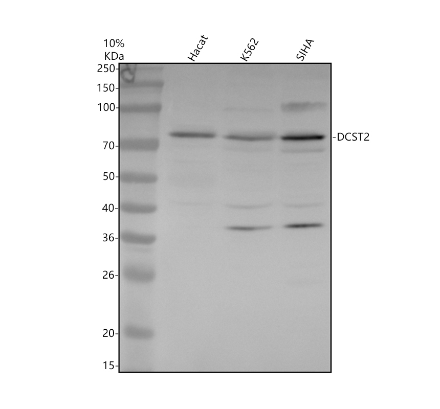 Western blot analysis of DCST2 using anti-DCST2 antibody (A17859-1)