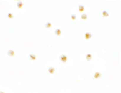 a17906 c9orf116 primary antibodies icc testing 2