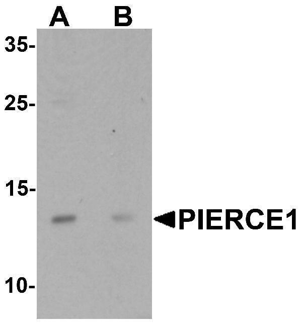 a17906 c9orf116 primary antibodies wb testing 1