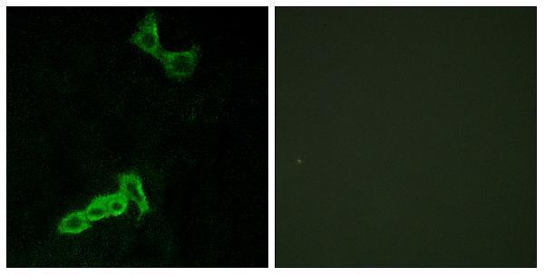 a17969 gpr137c primary antibodies if testing 1