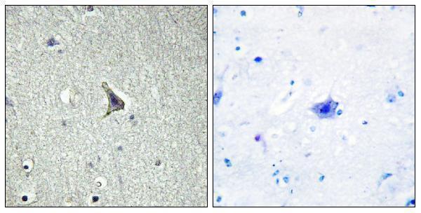 Immunohistochemistry analysis of paraffin-embedded human brain tissue, using GPR137C Antibody