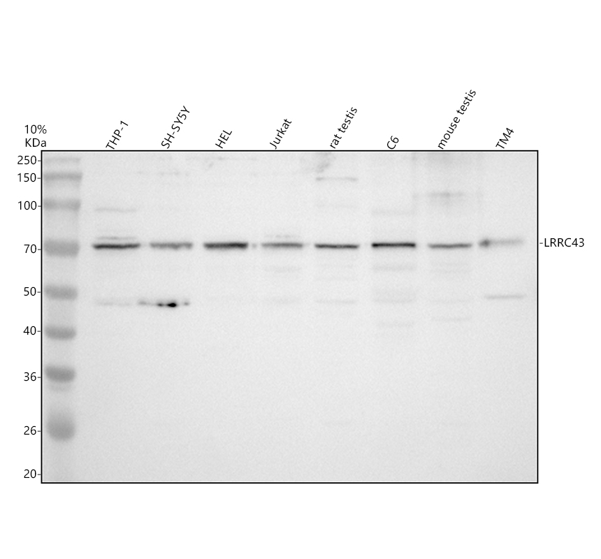 a17987 lrrc43 primary antibodies wb testing 1