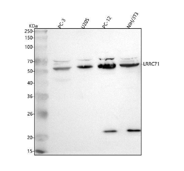 a17988 1 lrrc71 primary antibodies wb testing 1