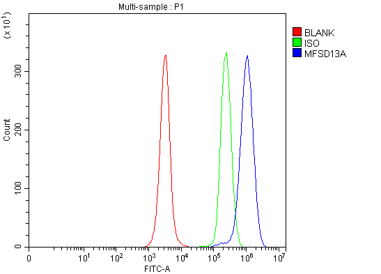 Figure 2. Flow Cytometry analysis of JK cells using anti-MFSD13A antibody (A17995-1). Overlay histogram showing JK cells stained with A17995-1 (Blue line). The cells were fixed with 4% paraformaldehyde and blocked with 10% normal goat serum. And then incubated with rabbit anti-MFSD13A Antibody (A17995-1, 1 microg/1x106 cells) for 30 min at 20°C. DyLight®488 conjugated goat anti-rabbit IgG (BA1127, 5-10 microg/1x106 cells) was used as secondary antibody for 30 minutes at 20°C. Isotype control antibody (Green line) was rabbit IgG (1 microg/1x106) used under the same conditions. Unlabelled sample (Red line) was also used as a control. Figure 2. Flow Cytometry analysis of JK cells using anti-MFSD13A antibody (A17995-1). Overlay histogram showing JK cells stained with A17995-1 (Blue line). The cells were fixed with 4% paraformaldehyde and blocked with 10% normal goat serum. And then incubated with rabbit anti-MFSD13A Antibody (A17995-1, 1 microg/1x106 cells) for 30 min at 20°C. DyLight®488 conjugated goat anti-rabbit IgG (BA1127, 5-10 microg/1x106 cells) was used as secondary antibody for 30 minutes at 20°C. Isotype control antibody (Green line) was rabbit IgG (1 microg/1x106) used under the same conditions. Unlabelled sample (Red line) was also used as a control.