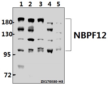 a18001 1 nbpf12 primary antiboties wb testing 1