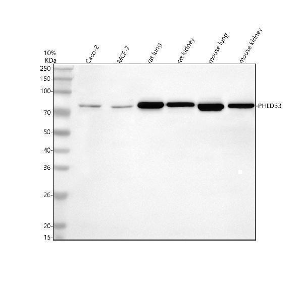 a18010 phldb3 primary antibodies wb testing 1