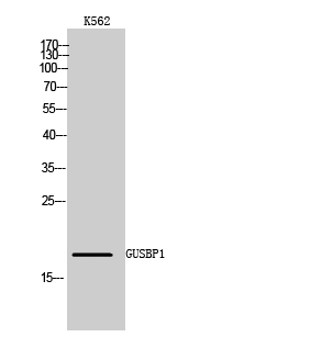 a18107 gusbp1 primary antibodies wb testing 2