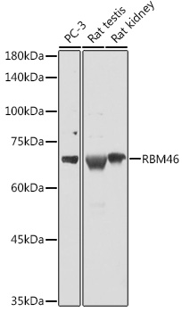 Western blot analysis of extracts of various cell lines, using RBM46 antibody  at 1:1000 dilution