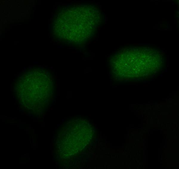 a18151 nxpe3 primary antibodies if testing 2
