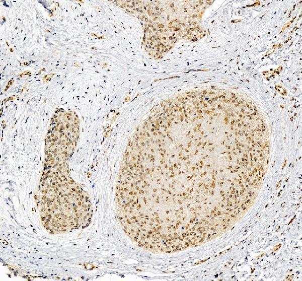 a18151 nxpe3 primary antibodies ihc testing 1