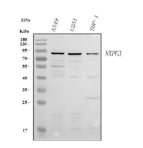 a18151 nxpe3 primary antibodies wb testing 1