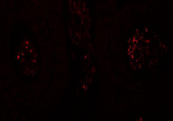 a18198 spata1 primary antibodies if testing 3