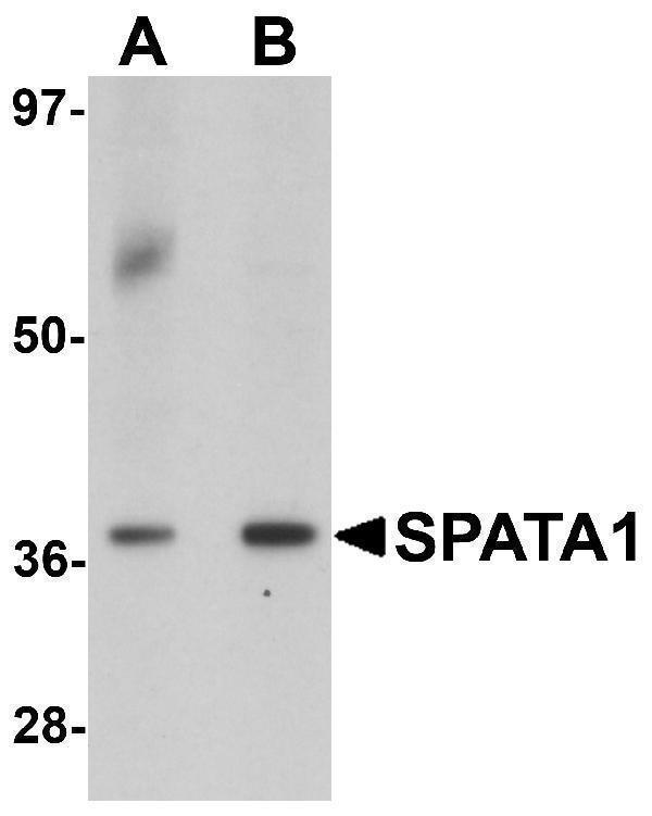 a18198 spata1 primary antibodies wb testing 1