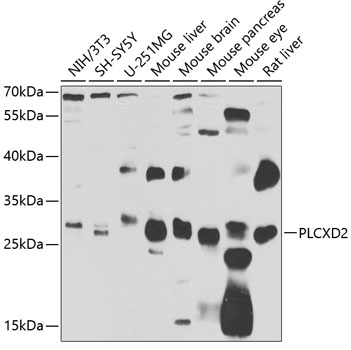 a18224 plcxd2 primary antiboties wb testing 1
