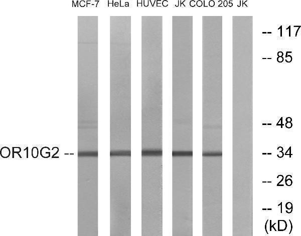 a18230 or10g2 primary antibodies wb testing 3