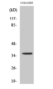 a18242 rnf113b primary antibodies wb testing 2