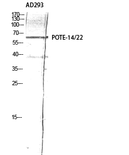 Western Blot (WB) analysis of AD293 using POTE-14/22 Polyclonal antibody