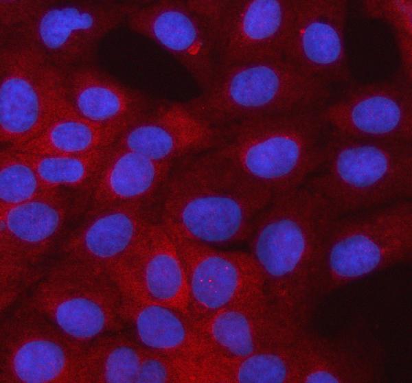 Figure 2. IF analysis of SMTNL2 using anti-SMTNL2 antibody (A18269-1). SMTNL2 was detected in an immunocytochemical section of U2OS cells. Enzyme antigen retrieval was performed using IHC enzyme antigen retrieval reagent (AR0022) for 15 mins. The cells were blocked with 10% goat serum. And then incubated with 5 microg/mL rabbit anti-SMTNL2 Antibody (A18269-1) overnight at 4°C. Cy3 Conjugated Goat Anti-Rabbit IgG (BA1032) was used as secondary antibody at 1:500 dilution and incubated for 30 minutes at 37°C. The section was counterstained with DAPI. Visualize using a fluorescence microscope and filter sets appropriate for the label used.