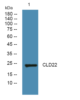 a18273 cldn22 primary antibodies wb testing 1