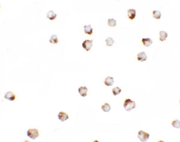 a18282 tgm7 primary antibodies icc testing 2