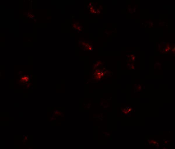 a18282 tgm7 primary antibodies if testing 3