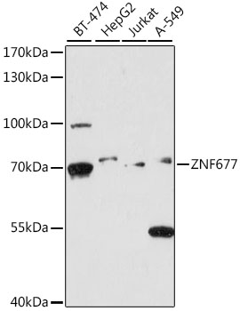 Western blot analysis of extracts of various cell lines, using ZNF677 antibody  at 1:1000 dilution
