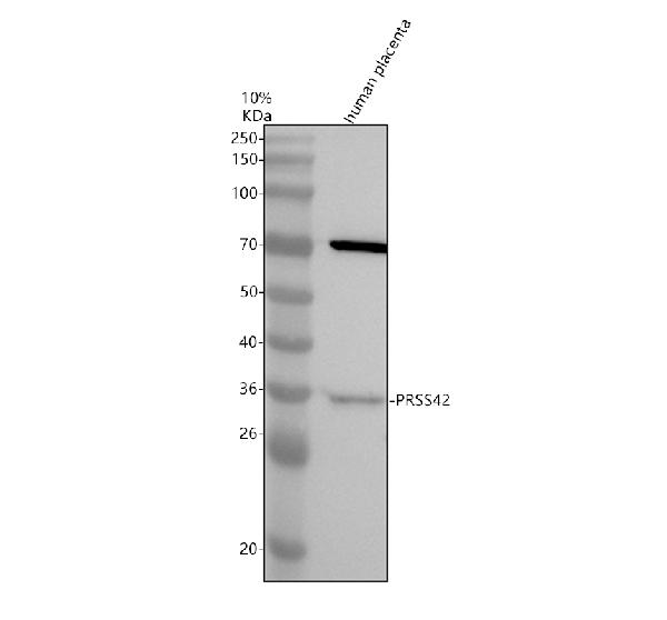 a18286 1 prss42p primary antibodies wb testing 1